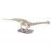 Desenterre um Dinossauro - Diplodoco