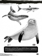 Guia curso de desenho - Animais marinhos