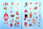 Kit divertido: Corpo humano: Meu livro secreto